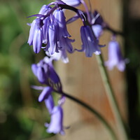 Buy canvas prints of BlueBell 2 by Mark ODonnell