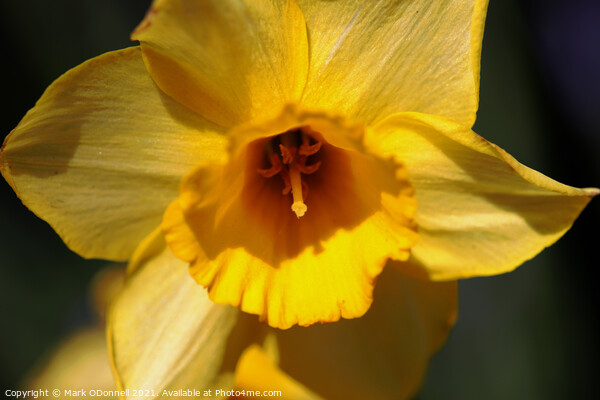 Daffodil  Picture Board by Mark ODonnell