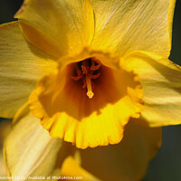 Buy canvas prints of Daffodil  by Mark ODonnell