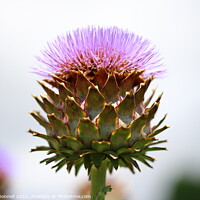 Buy canvas prints of Thistle  by Mark ODonnell