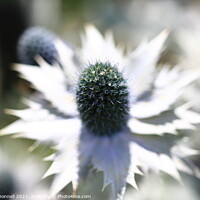 Buy canvas prints of White Thistle by Mark ODonnell