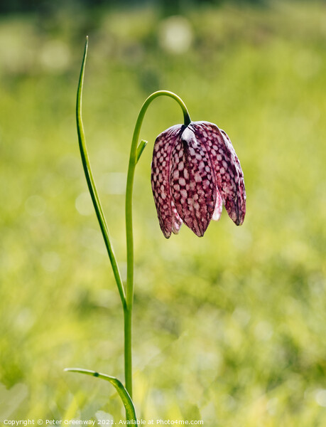 Wild purple chequered Fritillary Picture Board by Peter Greenway