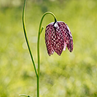 Buy canvas prints of Wild purple chequered Fritillary by Peter Greenway