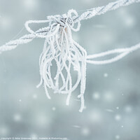 Buy canvas prints of Frosted Strands On Barbed Wire by Peter Greenway
