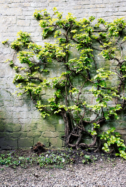 Tree Covered In Foliage Growing Against A Wall In A Courtyard Picture Board by Peter Greenway