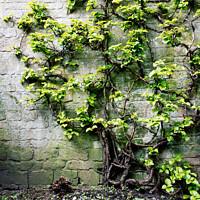 Buy canvas prints of Tree Covered In Foliage Growing Against A Wall In A Courtyard by Peter Greenway