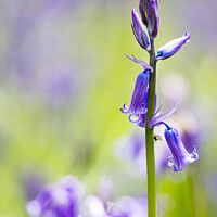 Buy canvas prints of English Spring Bluebells At Vincent's Wood, Freela by Peter Greenway