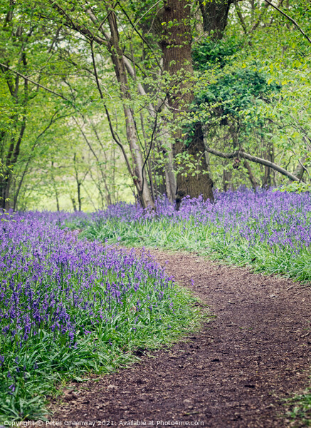 A Winding Path Through St Vincents Bluebell Wood I Picture Board by Peter Greenway