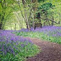 Buy canvas prints of A Winding Path Through St Vincents Bluebell Wood I by Peter Greenway