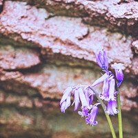 Buy canvas prints of English Spring Bluebells At Vincent's Wood, Freeland, Oxfordshir by Peter Greenway