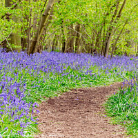 Buy canvas prints of A Winding Path Through St Vincents Bluebell Wood In Freeland, Oxfordshire by Peter Greenway