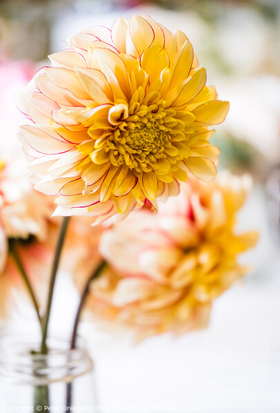 Vase Of Yellow Dahlias In A Village Flower Show Picture Board by Peter Greenway