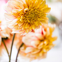 Buy canvas prints of Vase Of Yellow Dahlias In A Village Flower Show by Peter Greenway