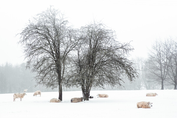 Sheep In Snow Covered Fields in Rural England Picture Board by Peter Greenway