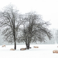 Buy canvas prints of Sheep In Snow Covered Fields in Rural England by Peter Greenway