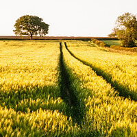 Buy canvas prints of WHEAT FIELD IN SUMMER by Peter Greenway