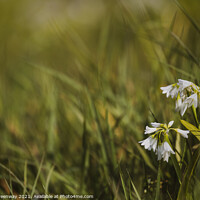 Buy canvas prints of White Spring Bluebells by Peter Greenway