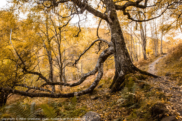 Woodland Around Divach Falls, Scottish Highlands Picture Board by Peter Greenway