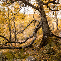 Buy canvas prints of Woodland Around Divach Falls, Scottish Highlands by Peter Greenway