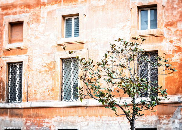 Olive Tree Growing In A Square, Rome, Italy Picture Board by Peter Greenway