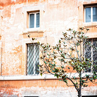 Buy canvas prints of Olive Tree Growing In A Square, Rome, Italy by Peter Greenway
