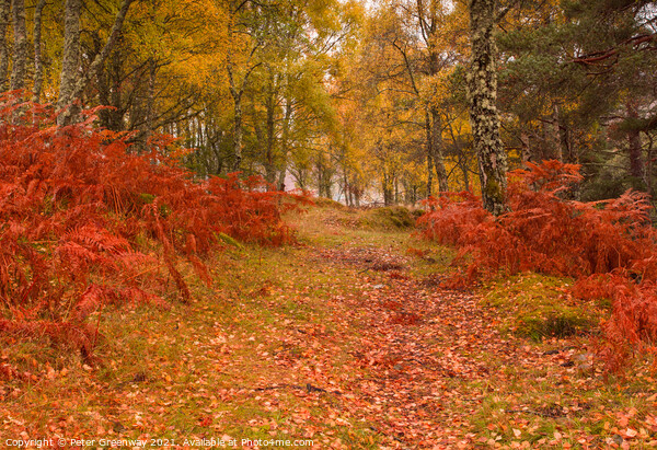 Autumnal woodlands around Little Garve, The Scotti Picture Board by Peter Greenway