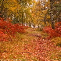 Buy canvas prints of Autumnal woodlands around Little Garve, The Scotti by Peter Greenway