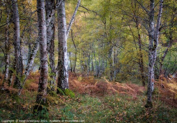 Silver Birch In Woodland Around Divach Falls, Scot Picture Board by Peter Greenway