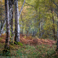 Buy canvas prints of Silver Birch In Woodland Around Divach Falls, Scot by Peter Greenway