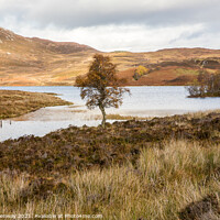 Buy canvas prints of A Lone Tree At Loch Tarff, Scottish Highlands by Peter Greenway