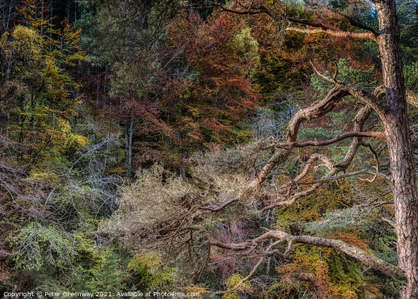 Autumn Tree Colours At The Gorge At Randolphs Leap Picture Board by Peter Greenway