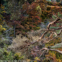 Buy canvas prints of Autumn Tree Colours At The Gorge At Randolphs Leap by Peter Greenway