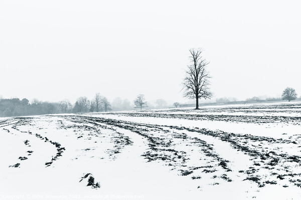 Lone Tree Amid A Snow Covered Ploughed Field Picture Board by Peter Greenway