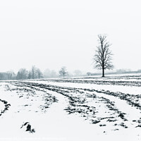 Buy canvas prints of Lone Tree Amid A Snow Covered Ploughed Field by Peter Greenway
