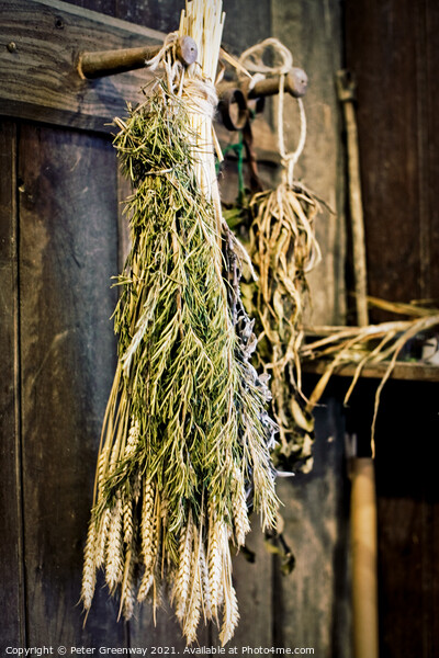 Sheaves of Herbs Hanging Up To Dry Picture Board by Peter Greenway