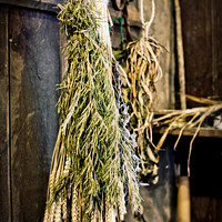 Buy canvas prints of Sheaves of Herbs Hanging Up To Dry by Peter Greenway