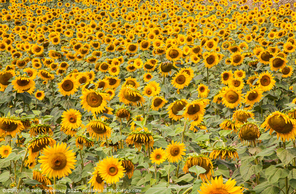 A Field Of Sunflowers In Sandeep, Dordogne, France Picture Board by Peter Greenway