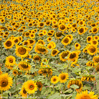 Buy canvas prints of A Field Of Sunflowers In Sandeep, Dordogne, France by Peter Greenway