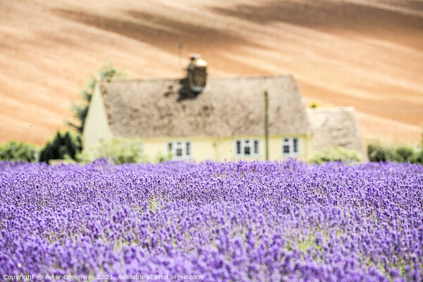 Cotswold Cottage Overlooking The Lavender Fields A Picture Board by Peter Greenway