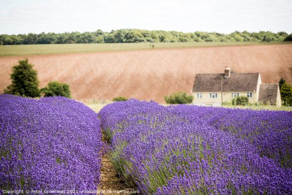 Lavender Fields And Cottage At Snowshill, Cotswold Picture Board by Peter Greenway