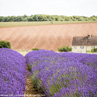 Buy canvas prints of Lavender Fields And Cottage At Snowshill, Cotswold by Peter Greenway