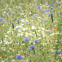 Buy canvas prints of English Flower Meadow At Snowshill by Peter Greenway