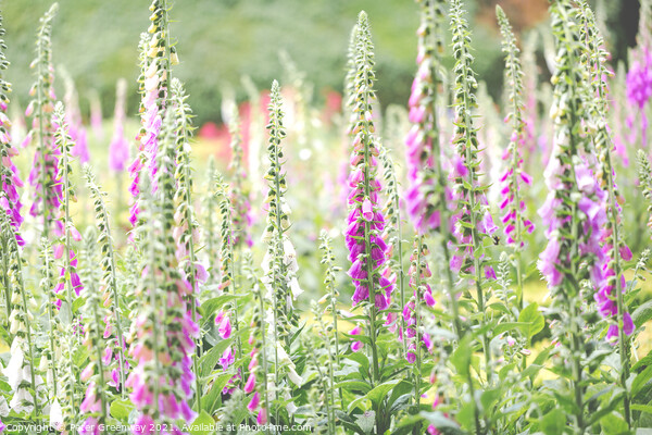Foxgloves In The Flower Beds Of An English Country Picture Board by Peter Greenway