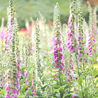 Buy canvas prints of Foxgloves In The Flower Beds Of An English Country by Peter Greenway