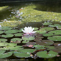 Buy canvas prints of The Water Lily Pond at Buscot House by Peter Greenway