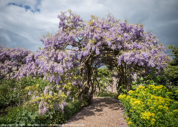 Ancient 125 Year Old Wisteria In The Gardens At Gr Picture Board by Peter Greenway