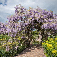 Buy canvas prints of Ancient 125 Year Old Wisteria In The Gardens At Gr by Peter Greenway