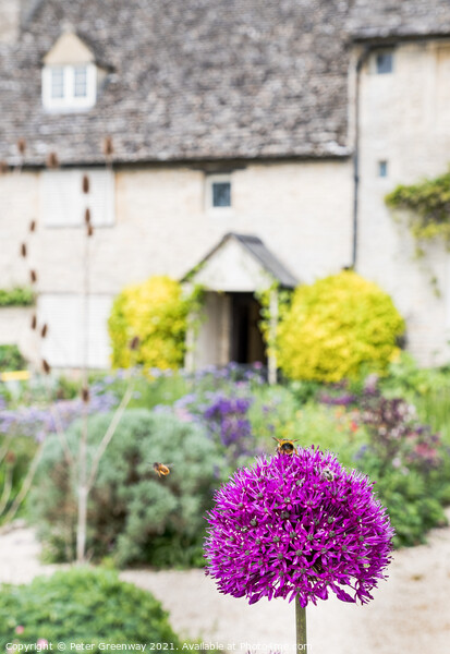 Honey Bee On An Allium Flower in English Cottage G Picture Board by Peter Greenway