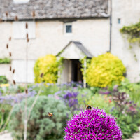 Buy canvas prints of Honey Bee On An Allium Flower in English Cottage G by Peter Greenway