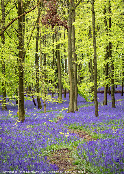 Bluebell Woods - Dockey Wood Ashridge Estate Picture Board by Peter Greenway
